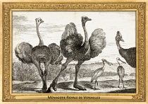 0003-002-02 Ménagerie Royale de Versailles Versailles (FR) De Poilly, ~1670 - 1674