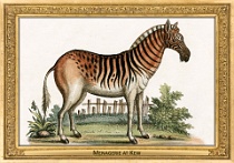 0017-011-01 Menagerie at Kew Kew (UK) George Edwards, 1751