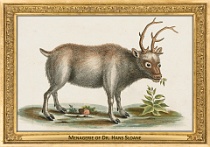 0029-018-01 Menagerie of Dr. Hans Sloane Chelsea (now in London) (UK) George Edwards, ~1743