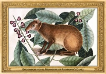 0058-025-01 Goodwood House Menagerie of Richmond‘s Dukes Westhampnett (UK) Mark Catesby, 1731 - 1743