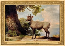 0069-011-02 Menagerie at Kew Kew (UK) George Stubbs, 1769