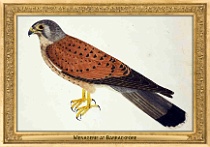 menagerie_0143_(026-05)