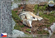 00951 (01) Návštěvnické centrum Srní Photo: Roman Hynek©2019 vlk obecný eurasijský European grey wolf Canis lupus lupus