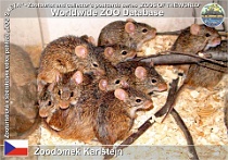 00952 (01) † Zoodomek Karlštejn Photo: Roman Hynek©2017 myš nilská African grass rat Arvicanthis niloticus