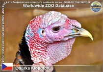 00954 (01) Obůrka Klopotov Photo: Lukáš Nekolný©2013 krocan divoký Wild turkey Meleagris gallopavo