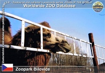 00955 (01) † Zoopark Bílovice Photo: Jan Kirner©2003 velbloud dvouhrbý domácí Domestic bactrian camel Camelus bactrianus bactrianus