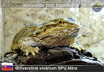 00957 (01) Univerzitné vivárium SPU Nitra Photo: Roman Hynek©2015 agama vousatá Central bearded dragon Pogona vitticeps