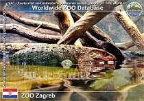 00958 (01) ZOO Zagreb Photo: Jan Kirner©2018 dracéna guyanská Northern caiman lizard Dracaena guianensis