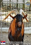 00959 (01) Mini ZOO vrt Zornića Kuća Photo: Roman Hynek©2017 britská alpská koza British Alpine goat Capra aegagrus f. hircus "British Alpine"