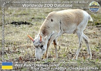 00961 (01) Wild Park "Olkhova balka" Photo: Alex Kantorovich©2016 saiga tatarská Russian saiga Saiga tatarica tatarica