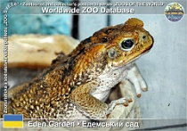 00962 (01) Eden Garden Photo: Alex Kantorovich©2016 ropucha obrovská Giant toad Rhinella marina