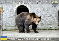 00963 (01) Kharkiv ZOO Photo: Alex Kantorovich©2016 medvěd hnědý brtník European brown bear Ursus arctos arctos
