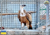 00964 (01) Berdyansk ZOO Photo: Roman Hynek©2011 sup bělohlavý Griffon vulture Gyps fulvus