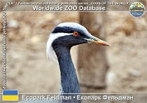 00965 (01) Ecopark Feldman Photo: Alex Kantorovich©2016 jeřáb panenský Demoiselle crane Grus virgo