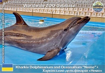 00966 (01) Kharkiv Dolphinarium and Oceanarium "Nemo" Photo: Alex Kantorovich©2016 deflín skákavý "pacifický" Pacific bottlenosed dolphin Tursiops truncatus gillii