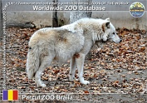 00968 (01) Parcul ZOO Brăila Photo: Alex Kantorovich©2015 vlk arktický Arctic wolf Canis lupus arctos