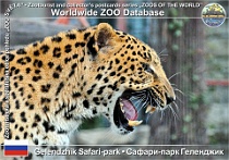 00969 (01) Gelendzhik Safari-park Photo: Alex Kantorovich©2016 levhart mandžuský Amur leopard Panthera pardus orientalis