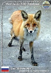 00970 (01) Zoo "Sikhote-Alin" Photo: Alex Kantorovich©2016 liška obecná "ussurijská" Ussuri fox Vulpes vulpes dolichocrania
