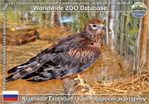 00971 (01) Krasnodar Exotarium Photo: Alex Kantorovich©2016 moták pilich Hen harrier Circus cyaneus