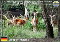 00972 (01) Wildpark Malente Photo: Roman Hynek©2021 daněk evropský European fallow deer Dama dama