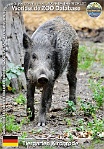 00973 (01) Tiergarten Kirchrode Photo: Roman Hynek©2021 prase divoké evropské Central European wild boar Sus scrofa scrofa