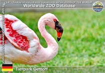 00974 (01) Tierpark Gettorf Photo: Roman Hynek©2021 plameňák malý Lesser flamingo Phoeniconaias minor
