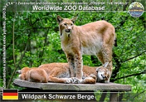 00975 (01) Wildpark Schwarze Berge Photo: Roman Hynek©2021 rys ostrovid evropský European lynx Lynx lynx lynx
