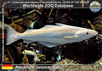 00976 (01) Aquarium Geomar Kiel Photo: Roman Hynek©2021 treska polak Pollack Pollachius pollachius