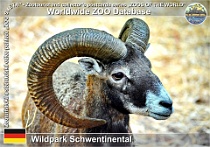 00977 (01) Wildpark Schwentinental Photo: Roman Hynek©2021 muflon European mouflon Ovis orientalis musimon