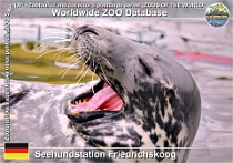 00978 (01) Seehundstation Friedrichskoog Photo: Roman Hynek©2021 tuleň kuželozubý "baltský" Baltic sea grey seal Halichoerus grypus grypus