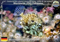 00979 (01) Meereszentrum Fehmarn Photo: Roman Hynek©2021 pilníkotrn šedozelený Bristle-tail file-fish Acreichthys tomentosus