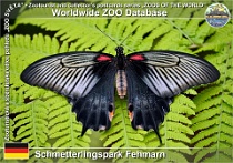 00980 (01) Schmetterlingspark Fehmarn Photo: Roman Hynek©2021 otakárek Scarlet mormon Papilio deiphobus