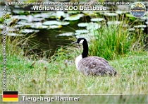 00981 (01) Tiergehege Hammer Photo: Roman Hynek©2021 berneška kanadská Canada goose Branta canadensis