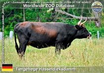 00982 (01) Tiergehege Hasseldieksdamm Photo: Roman Hynek©2021 Heckův skot Heck cattle Bos primigenius f. taurus "Heckrind"