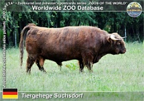 00984 (01) Tiergehege Suchsdorf Photo: Roman Hynek©2021 skotský skot náhorní Highland cattle Bos primigenius f. taurus "Highland Cattle"