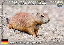 00985 (01) ZOO Arche Noah Grömitz Photo: Roman Hynek©2021 psoun prériový Black-tailed prairie dog Cynomys ludovicianus
