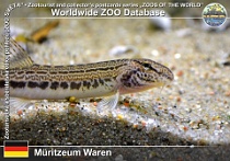 00986 (01) Müritzeum Waren Photo: Roman Hynek©2021 sekavec písečný Spined loach Cobitis taenia