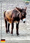 00987 (01) Tierpark Essehof Photo: Roman Hynek©2021 zamorano-leónský osel Zamorano-Leones donkey Equus africanus f. asinus "Zamorano-leones Donkey"