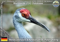 00988 (01) Westküstenpark & Robbarium St. Peter-Ording Photo: Roman Hynek©2021 jeřáb kanadský Sandhill crane Antigone canadensis