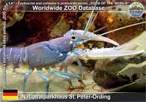 00989 (01) Nationalparkhaus St. Peter-Ording Photo: Roman Hynek©2021 humr evropský European lobster Homarus gammarus