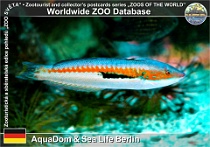 00990 (01) AquaDom & Sea Life Berlin Photo: Roman Hynek©2021 kněžík duhový African rainbow wrasse Coris julis