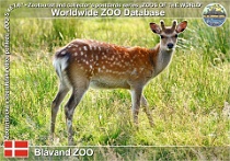 00991 (01) Blåvand Zoo Photo: Roman Hynek©2021 jelen sika vietnamský Vietnamese sika deer Cervus nippon pseudaxis