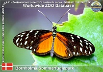 00992 (01) Bornholms Sommerfuglepark Photo: Roman Hynek©2021 perleťovec Tiger longwing Heliconius hecale zuleika