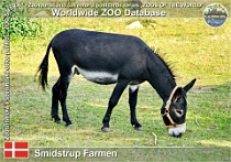 00993 (01) Smidstrup Farmen Photo: Roman Hynek©2021 encartacioneský osel Encartaciones donkey Equus africanus f. asinus "Asno de las Encartaciones"