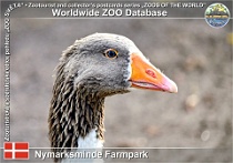 00995 (01) Nymarksminde Farmpark Photo: Roman Hynek©2021 dánská husa Danish goose Anser anser f. domestica "Danish Goose"