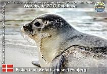 00996 (01) Fiskeri- og Søfartsmuseet Esbjerg Photo: Roman Hynek©2021 tuleň obecný Common seal Phoca vitulina vitulina