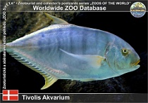 00997 (01) Tivolis Akvarium Photo: Roman Hynek©2021 kranas zlatý Golden trevally Gnathanodon speciosus