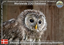 00998 (01) Silkeborg Ørnereservat, Rovfugleshow og Bisonfarm Photo: Roman Hynek©2021 puštík bělavý severoevropský North European Ural owl Strix uralensis liturata