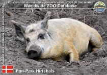 00999 (01) Fun-Park Hirtshals Photo: Roman Hynek©2021 mangalica světlá Blonde mangalitsa Sus scrofa f. domestica "Blonde Mangalica"