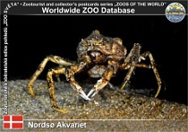 01001 (01) Nordsø Akvariet Photo: Roman Hynek©2021 krab pavoukový Atlantic lyre crab Hyas araneus